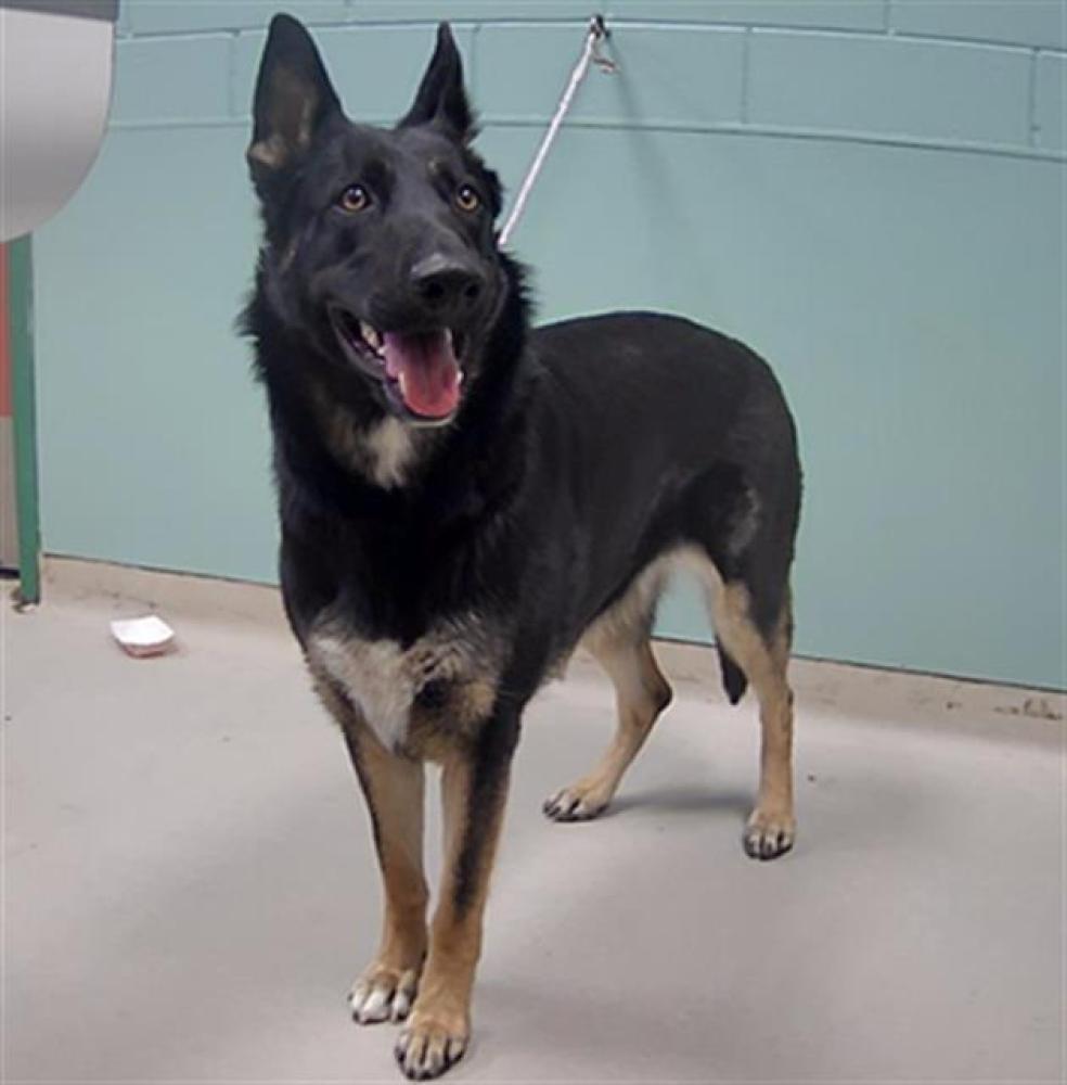 Shelter Stray Female Dog last seen Near BLOCK RANDOLPH DR, RENO NV 89502, Reno, NV 89502