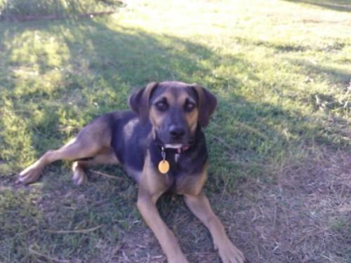 Lost Female Dog last seen Rock Island & Beltline, Grand Prairie, TX 75050