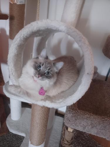 Lost Female Cat last seen Country Ridge apmts, Manchester, IA 52057