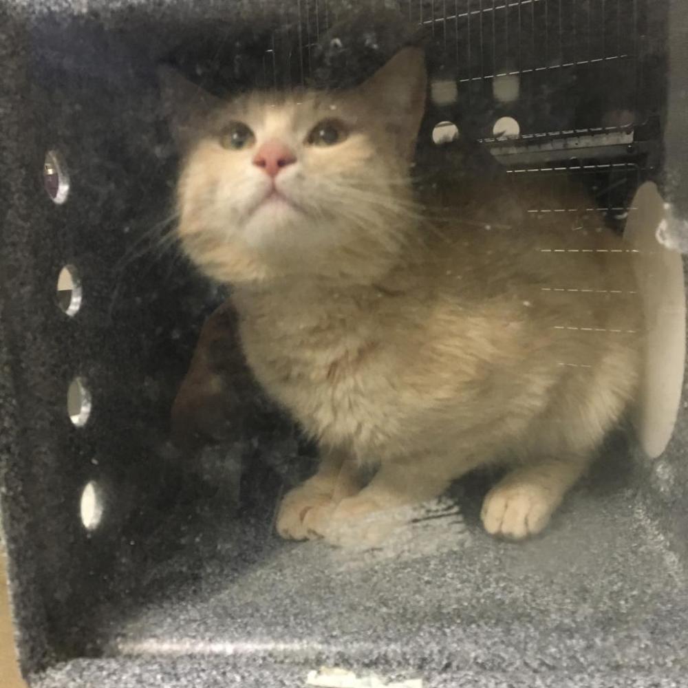 Shelter Stray Male Cat last seen , Greenville, SC 29609