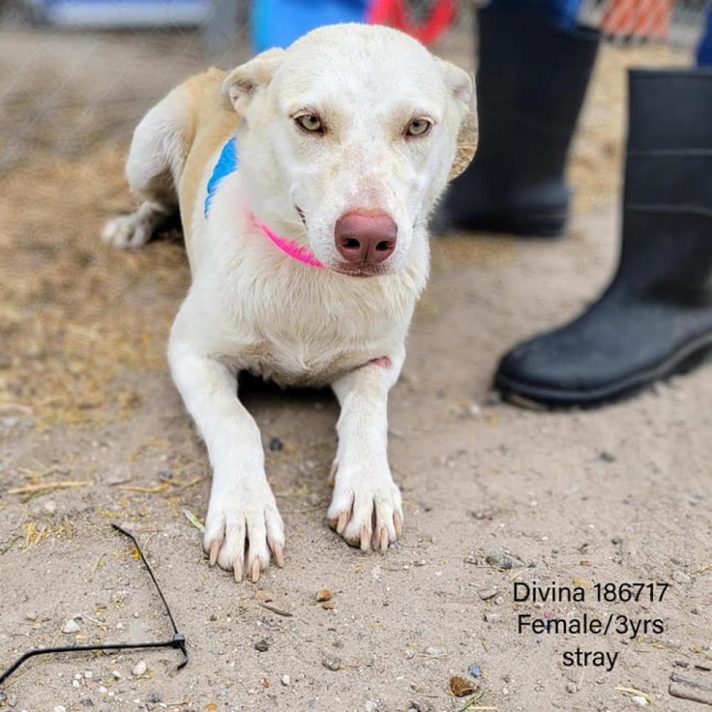 Shelter Stray Female Dog last seen , Edinburg, TX 78539