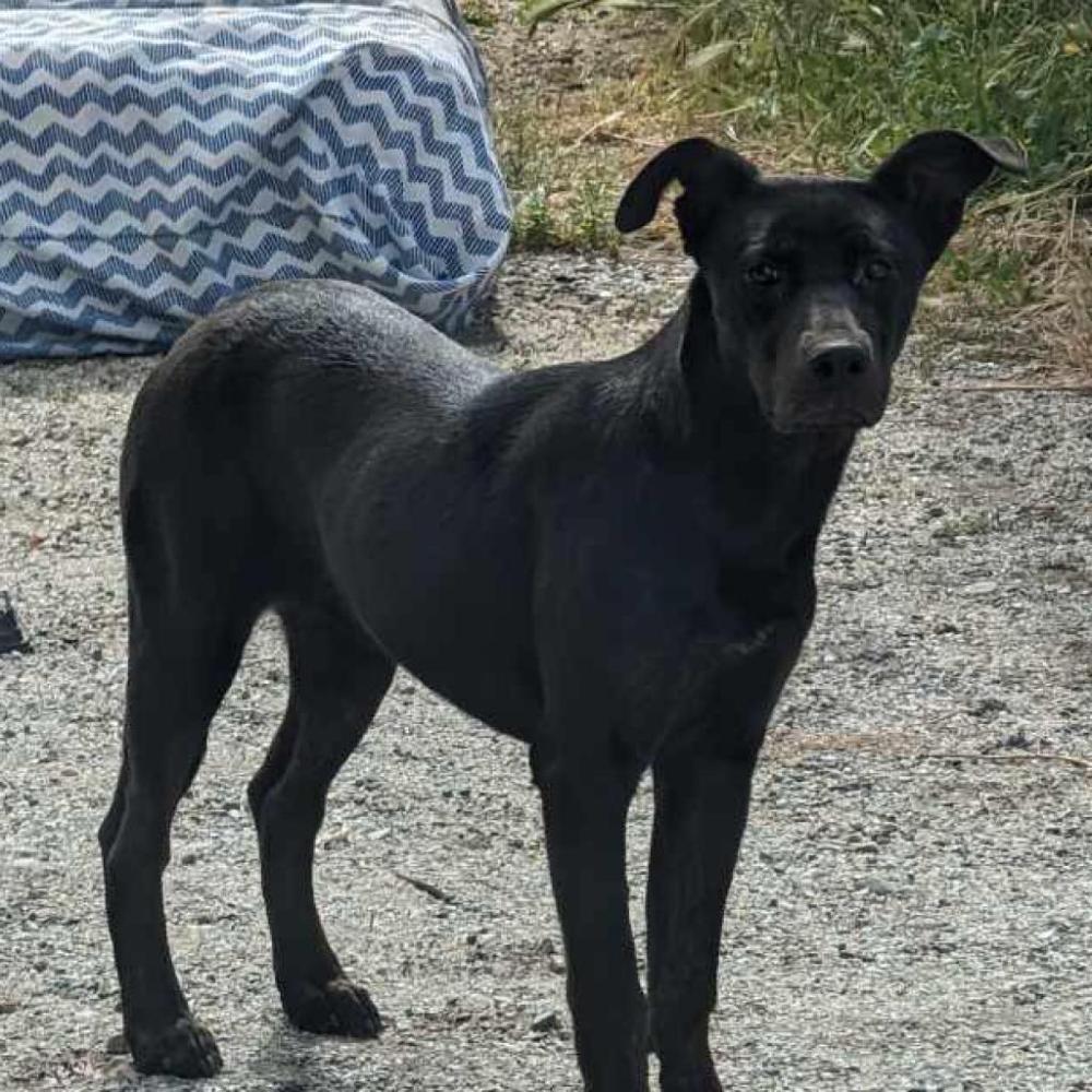 Shelter Stray Female Dog last seen , Banning, CA 92220