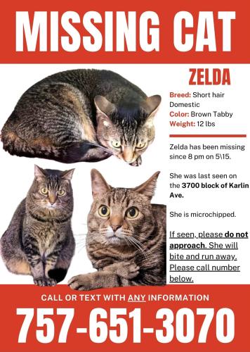 Lost Female Cat last seen Karlin, Trant, Norfolk, VA 23502