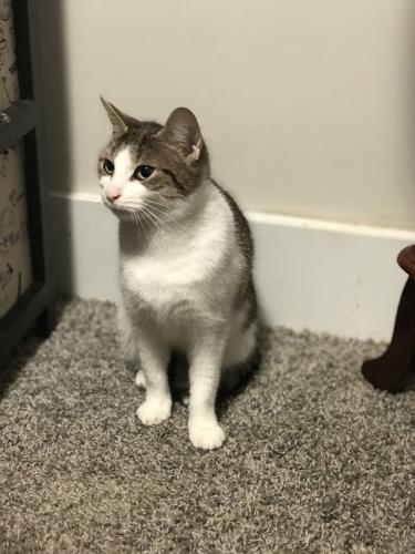 Lost Female Cat last seen Palmer ave and gaylan ave , Concord, NC 28027