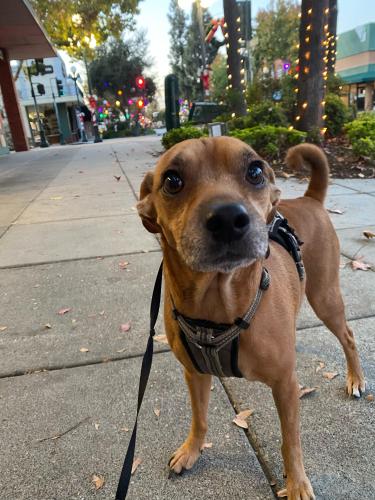 Lost Male Dog last seen Bosworth and Mission, San Francisco, CA 94112