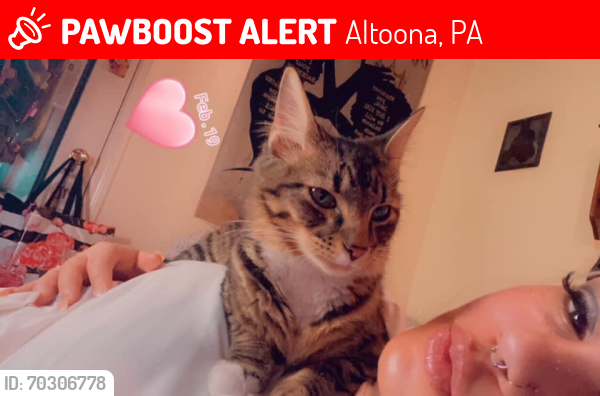 Lost Male Cat last seen Near th avenue Altoona Pa, Altoona, PA 16602