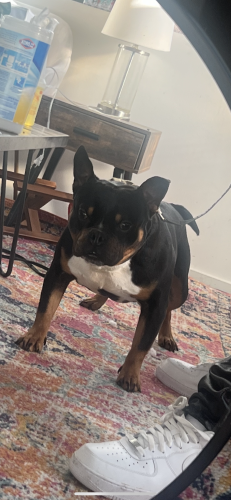 Lost Male Dog last seen 112th and division, Portland, OR 97216