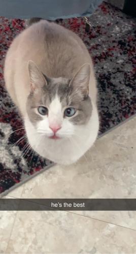 Lost Male Cat last seen Port clinton road and Kingsgate Drive, Fremont, OH 43420