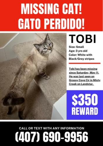 Lost Male Cat last seen Misty Creek on Landstar, Orlando, FL 32824