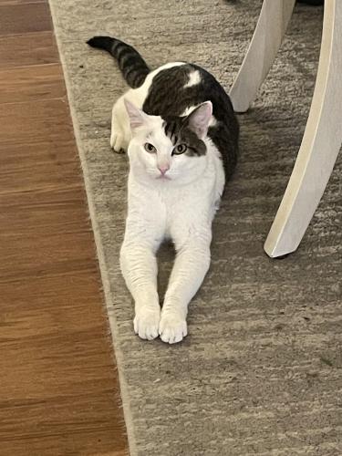 Lost Male Cat last seen 91st and East D Street, Tacoma, WA 98408