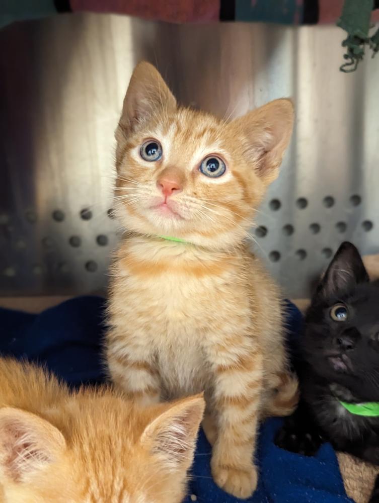 Shelter Stray Male Cat last seen Fiji Way, SAN LEANDRO, CA, 94577, Oakland, CA 94621