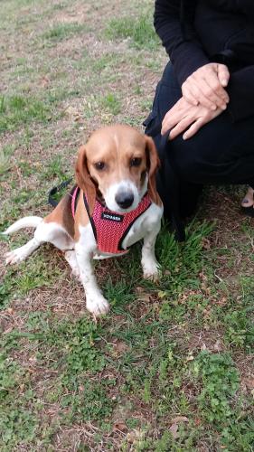 Lost Female Dog last seen Merdian Ave Colonial Heights 23834, Colonial Heights, VA 23834