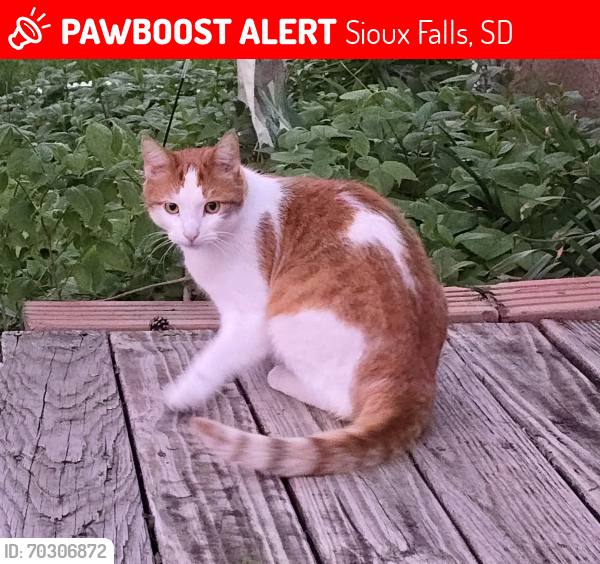 Lost Male Cat last seen 39th and Willow (41st/Western), Sioux Falls, SD 57105