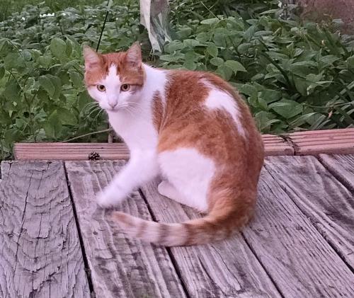 Lost Male Cat last seen 39th and Willow (41st/Western), Sioux Falls, SD 57105