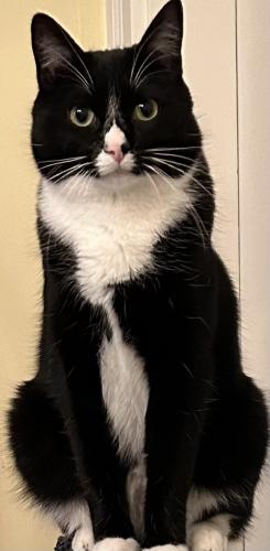 Lost Male Cat last seen Goudy and Orchard, South Portland, ME 04106