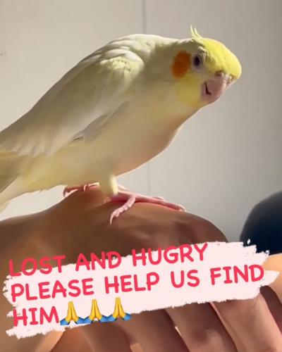 Lost Male Bird last seen Wilson , Glendale, CA 91206