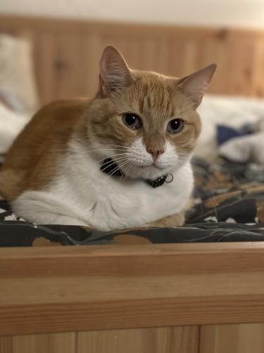 Lost Male Cat last seen Lime Rock Dr near Aqualine Cove in Round Rock West Neighborhood, Round Rock, TX 78681