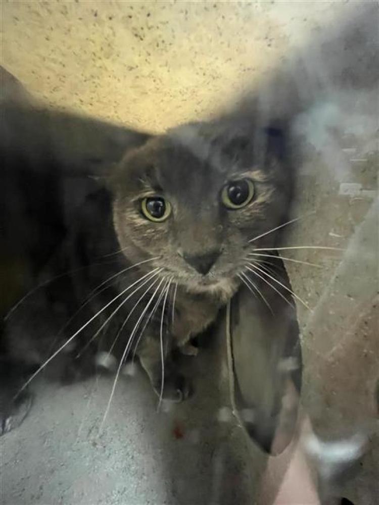 Shelter Stray Female Cat last seen HIGHLAND AVE & 4TH AVE, Sacramento, CA 95818