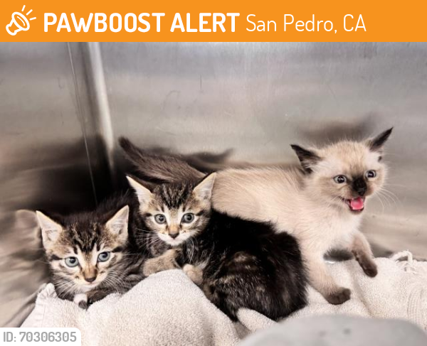 Shelter Stray Male Cat last seen , San Pedro, CA 90731