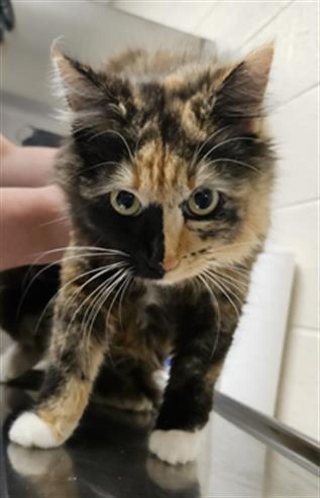 Shelter Stray Female Cat last seen Near BLOCK S SIXTH ST, SPRING LAKE NC 28390, Fayetteville, NC 28306