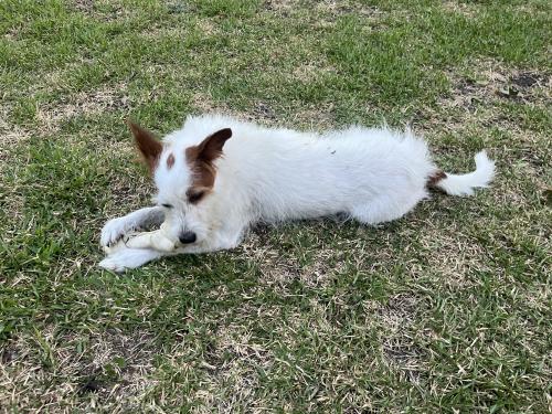 Lost Male Dog last seen Pleasant grove , Dallas, TX 75217
