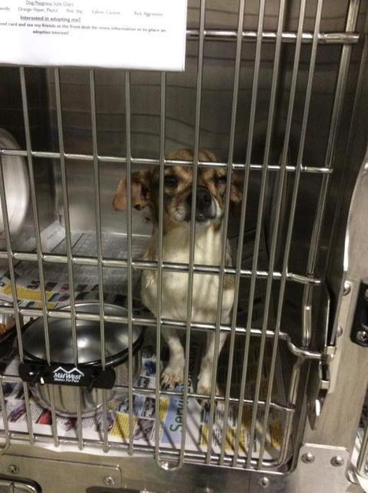 Shelter Stray Female Dog last seen Near BLOCK STUBBLEFIELD RD, MARICOPA CA 93252, Bakersfield, CA 93308