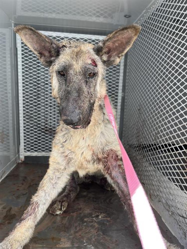 Shelter Stray Male Dog last seen Near BLOCK METTLER FRONTAGE RD W, BAKERSFIELD CA 93313, Bakersfield, CA 93308
