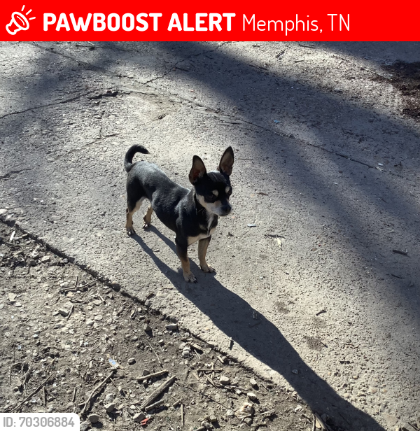 Lost Male Dog last seen National St and Homer  St, Memphis, TN 38122