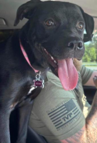 Lost Female Dog last seen Old Carriage Road, Rocky Mount, NC 27803