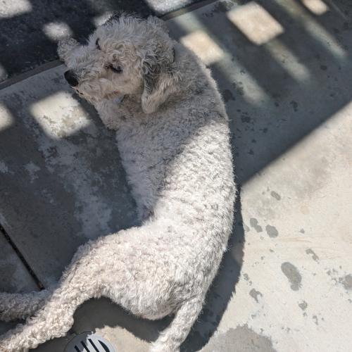 Lost Female Dog last seen Tomahawk and Genesee rd , Apple Valley, CA 92307