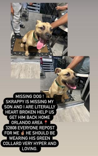 Lost Unknown Dog last seen Cinderlane parkway, Orlando, FL 32810
