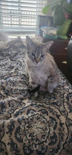 Lost Female Cat last seen Euclid & Oak, Lynwood, CA 90262