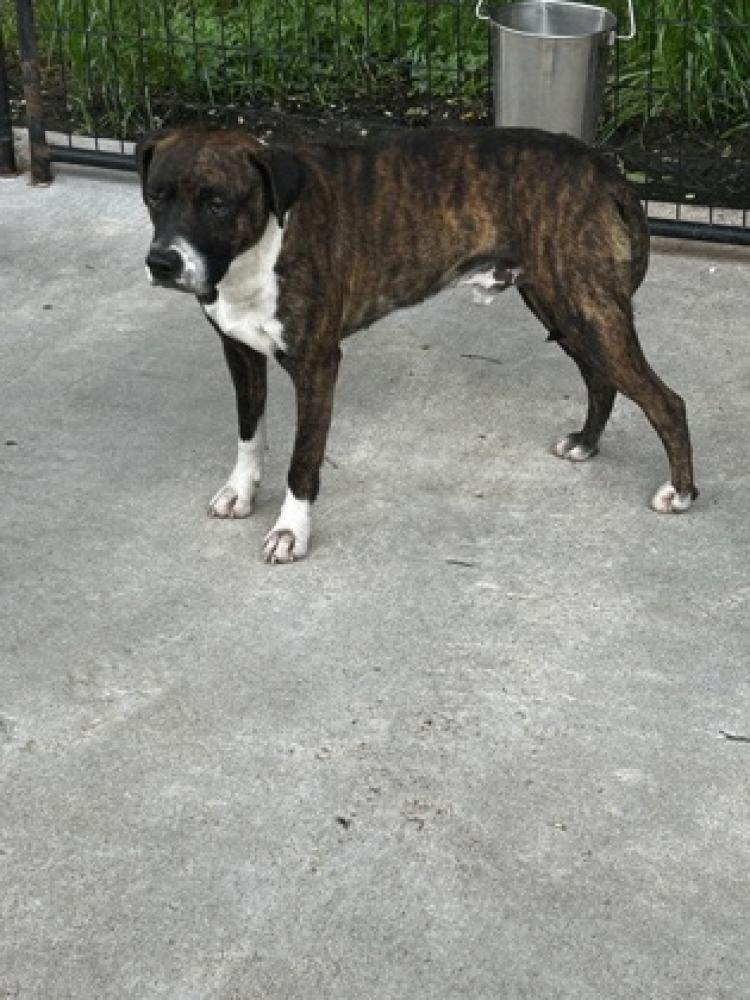 Shelter Stray Male Dog last seen Carrollton, GA , Carrollton, GA 30117