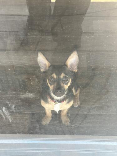 Lost Male Dog last seen Chihuahua Drive, Chaparral, NM 88081