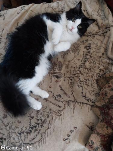 Lost Female Cat last seen W Amherst and S Decatur, Denver, CO 80236