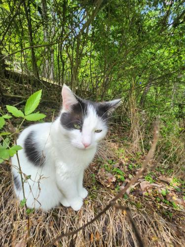 Lost Female Cat last seen Near sunny lane/ university drive/standifer gap, Collegedale, TN 37363