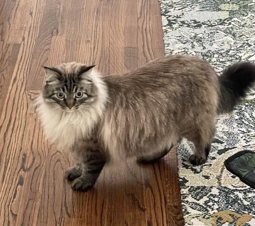 Lost Male Cat last seen University and Academy, Houston, TX 77005