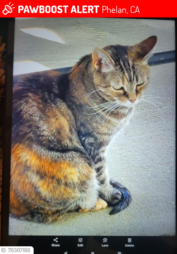 Lost Female Cat last seen Neilson st ,phelan, Phelan, CA 92371