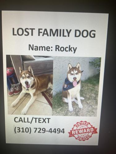 Lost Male Dog last seen W 41st St, Los Angeles, CA, 90037, Los Angeles, CA 90037