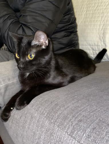 Lost Female Cat last seen Sycamore Forge Lake, Indianapolis, IN 46254, Indianapolis, IN 46254