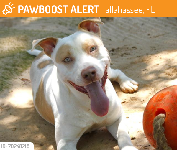 Shelter Stray Male Dog last seen Near BLOCK SUMMERDALE LN, TALLAHASSEE FL 32311, Tallahassee, FL 32311