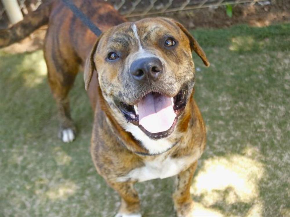 Shelter Stray Male Dog last seen BENT OAK RUN, TALLAHASSEE FL 32303, Tallahassee, FL 32311