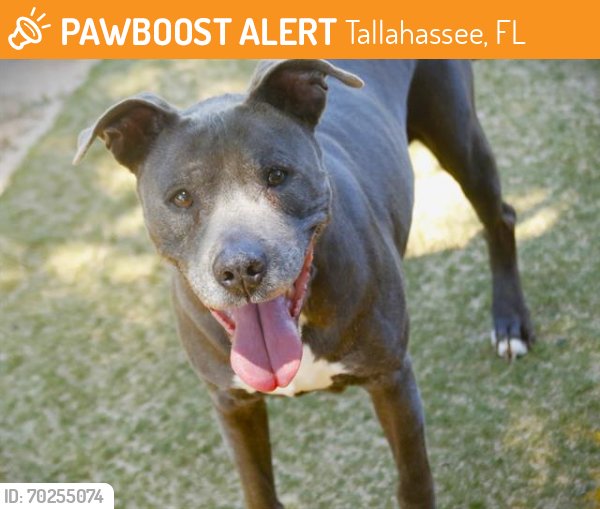 Shelter Stray Female Dog last seen Near BLOCK SHORELINE DR, TALLAHASSEE FL 32305, Tallahassee, FL 32311