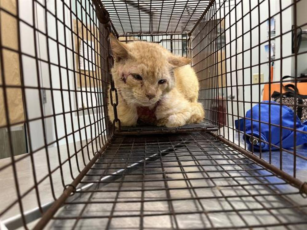 Shelter Stray Male Cat last seen CR33 LEESBURG, Tavares, FL 32778