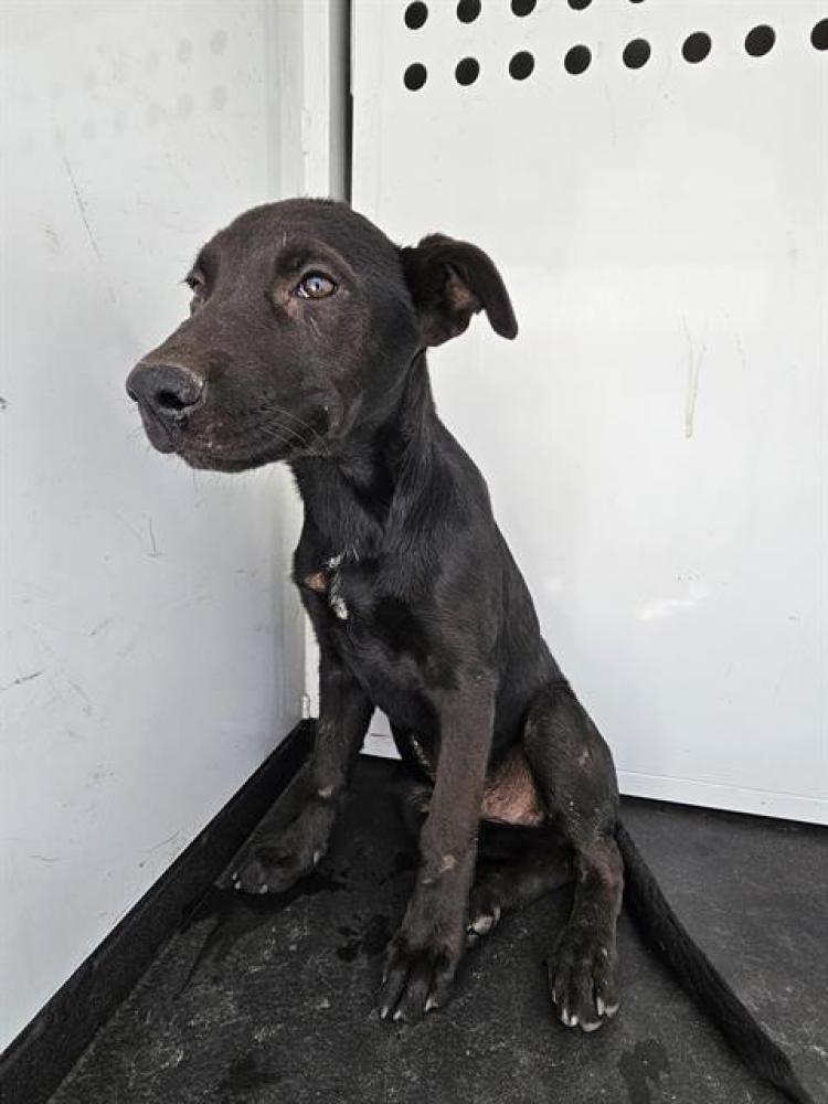 Shelter Stray Male Dog last seen Near BLK COLUMBUS ST,BAKERSFIELD,CA, Bakersfield, CA 93307