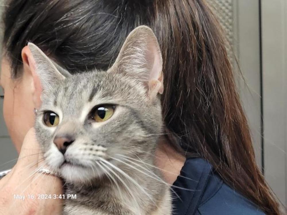 Shelter Stray Female Cat last seen Near BLOCK FLEMING ST, DETROIT, MI 48212, Detroit, MI 48211