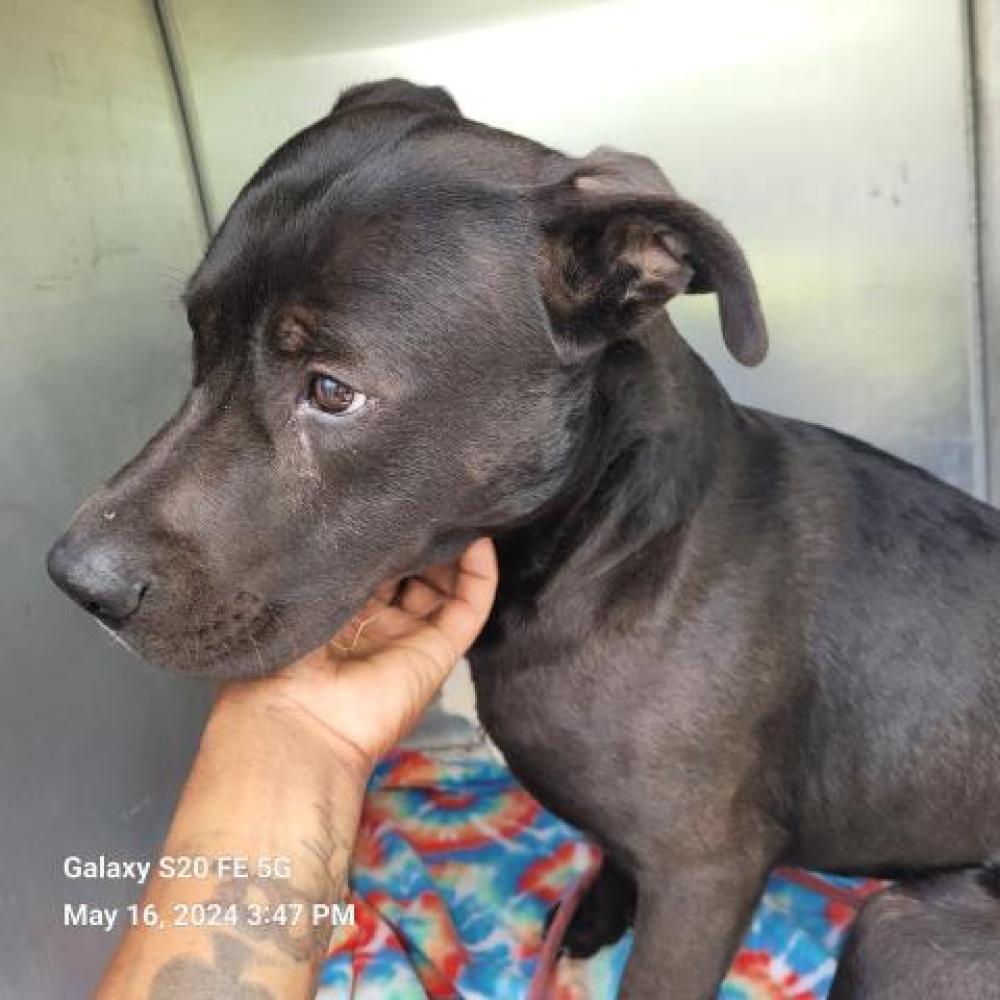 Shelter Stray Male Dog last seen Near BLOCK BENTLER ST, DETROIT, MI 48223, Detroit, MI 48211