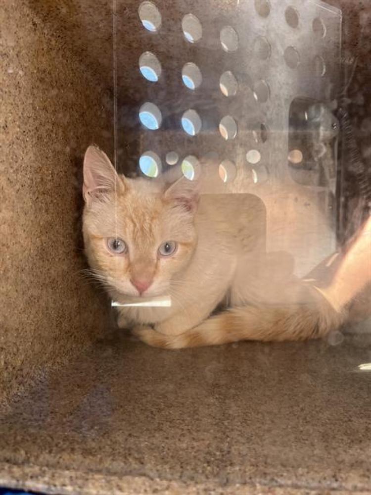 Shelter Stray Unknown Cat last seen Near BLOCK S CHESTERFIELD ST, WEST VALLEY CITY UT 84119, West Valley City, UT 84120
