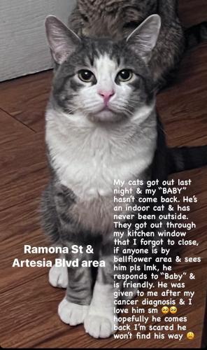 Lost Male Cat last seen Encounter Church, Bellflower, CA 90706