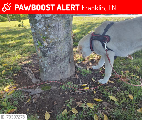 Lost Female Dog last seen Agriculture expo park Franklin , Franklin, TN 37064